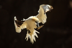Irish-Sea-Birds-208a