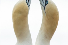 Irish-Sea-Birds-212