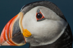 Irish-Sea-Birds-214-crop