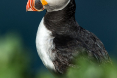 Irish-Sea-Birds-214a