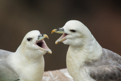 Irish-Sea-Birds-222