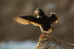 Irish-Sea-Birds-243b