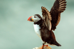 Irish-Sea-Birds-261b