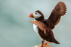 Irish-Sea-Birds-262a