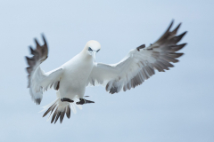 Irish-Sea-birds-019