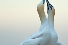 Irish-Sea-birds-033