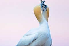 Irish-Sea-birds-039