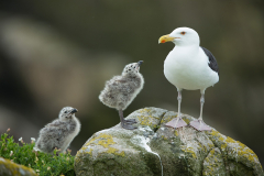 Irish-Sea-birds-054