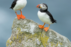 Irish-Sea-birds-055