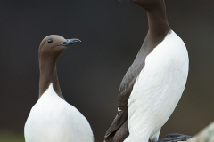 Irish-Sea-birds-085
