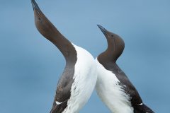 Irish-Sea-birds-089