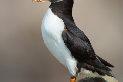 Irish-Sea-birds-096