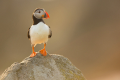 Irish-Sea-birds-113