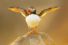 Irish-Sea-birds-114b