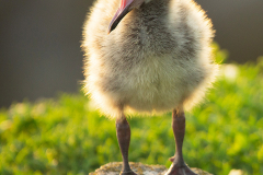 Irish-Sea-birds-117