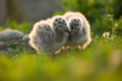 Irish-Sea-birds-119