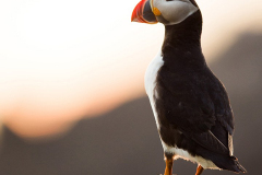 Irish-Sea-birds-122