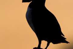 Irish-Sea-birds-123