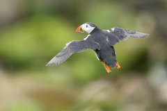 Irish-Sea-birds-159