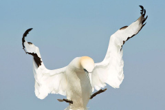 Irish_Sea_Birds1-008