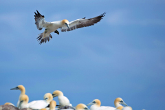 Irish_Sea_Birds1-010
