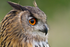 Owl-2010-06-112