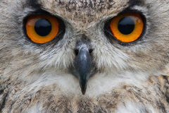 Owl-2010-06-117