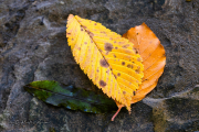 Fallkirk-Walk-13