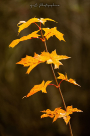 Fallkirk-Walk-21