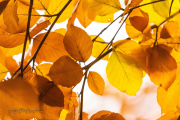 Fallkirk-Walk-56