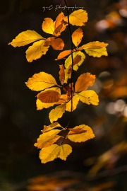 Fallkirk-Walk-9