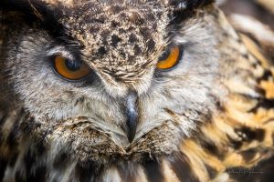 Scottish Owl Centre