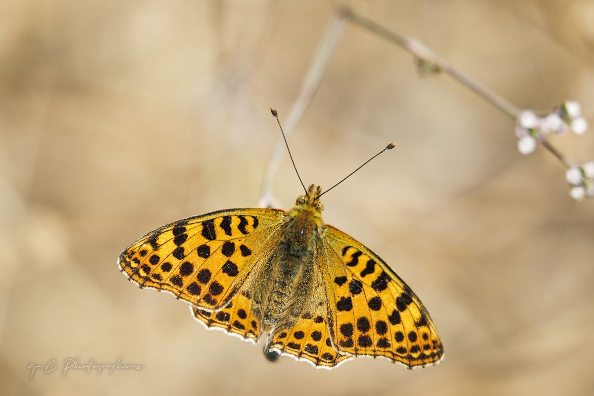 Butterflys