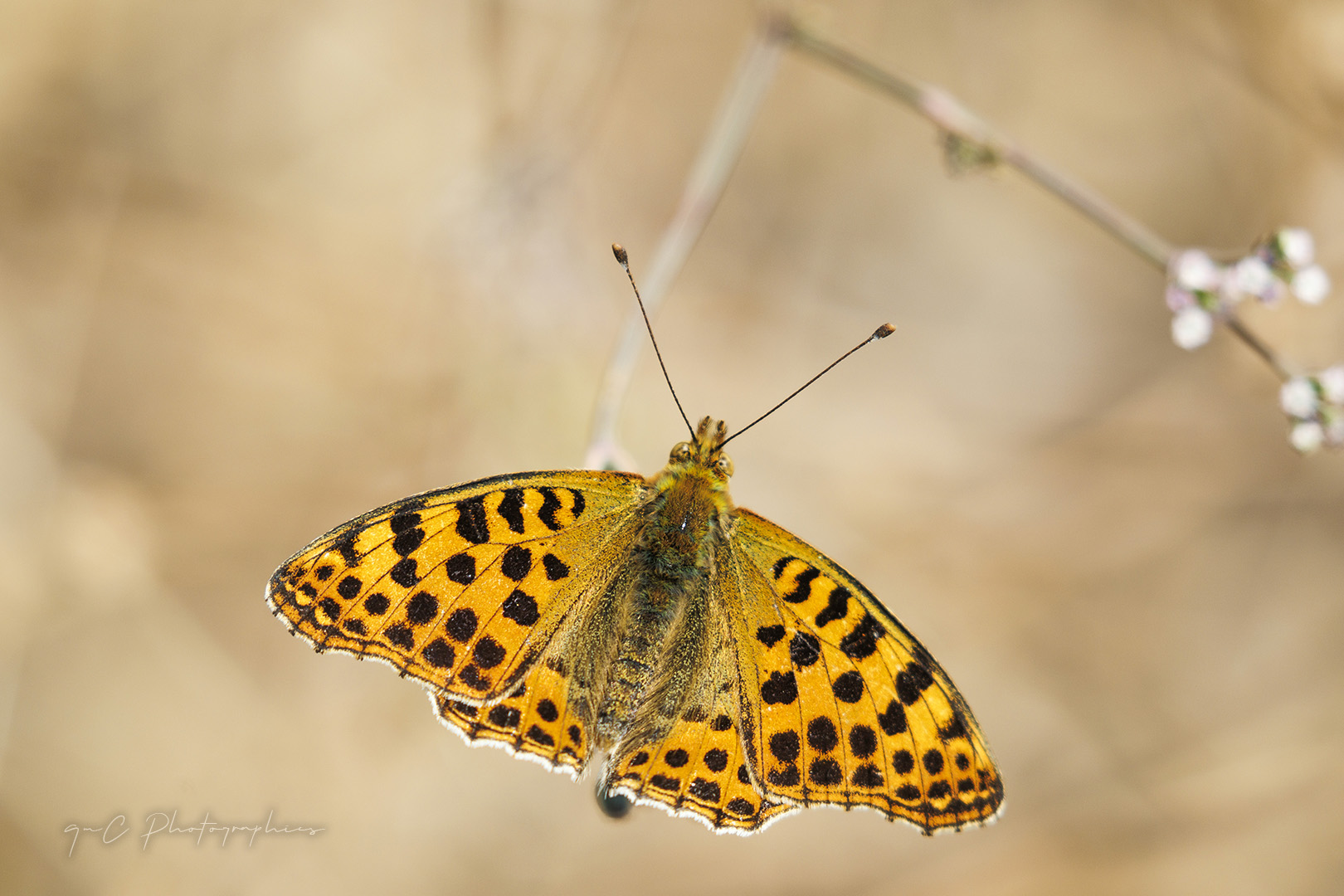 Butterflys